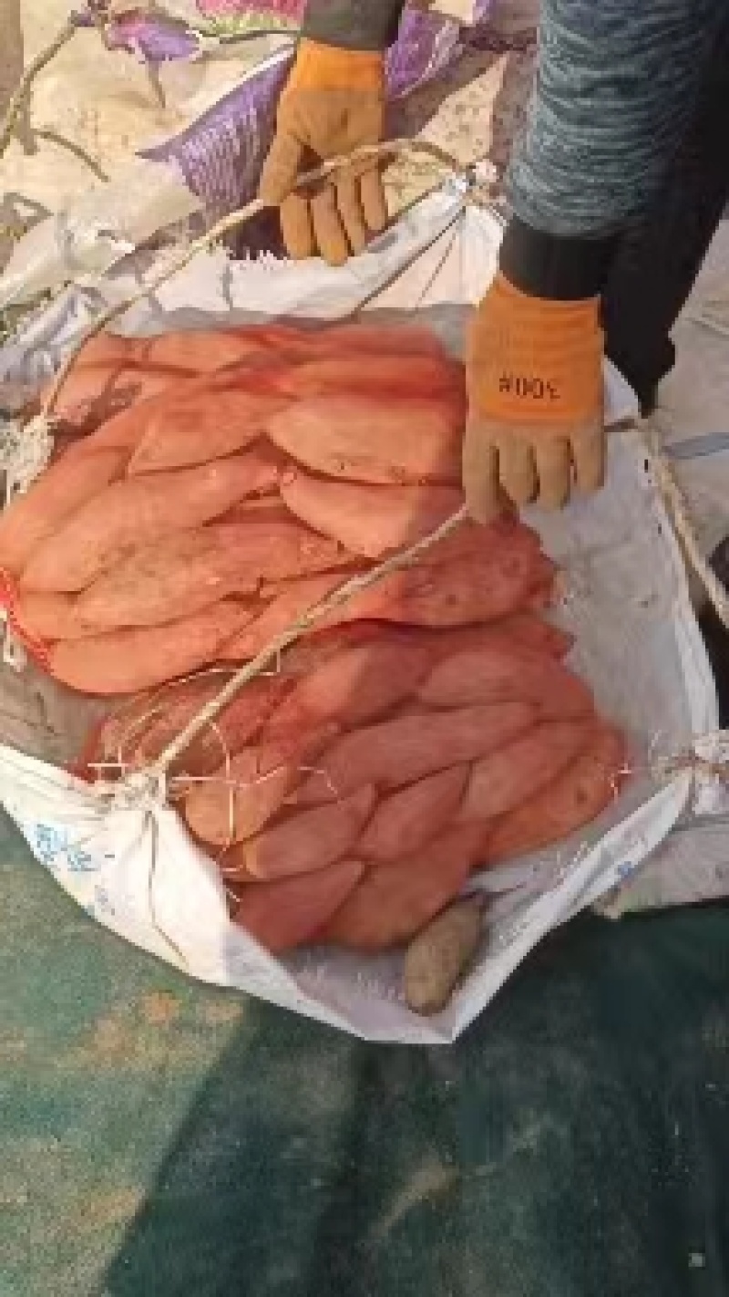 【推荐】精品龙薯九产地直发一手货源价优欢迎合作