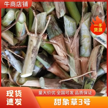 9分一牙，甜象草3号无毛高产现货一件代发