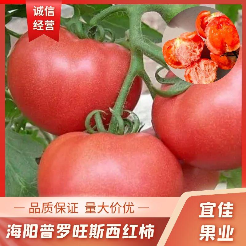 山东西红柿沙瓤番茄海阳普罗旺斯西红柿起沙带籽