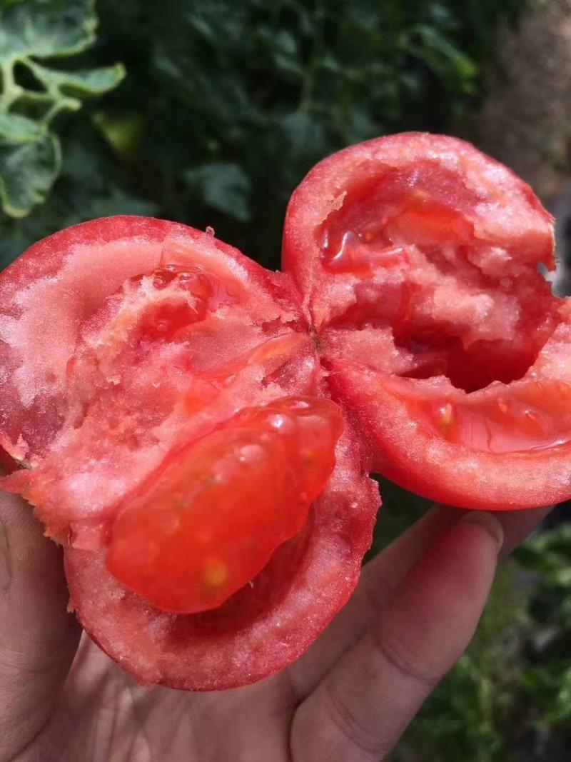 山东西红柿沙瓤番茄海阳普罗旺斯西红柿起沙带籽