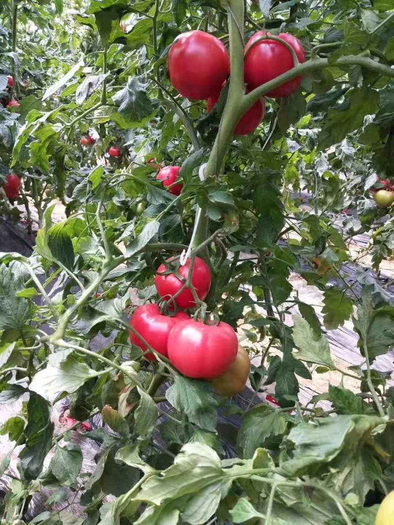 山东西红柿沙瓤番茄海阳普罗旺斯西红柿起沙带籽