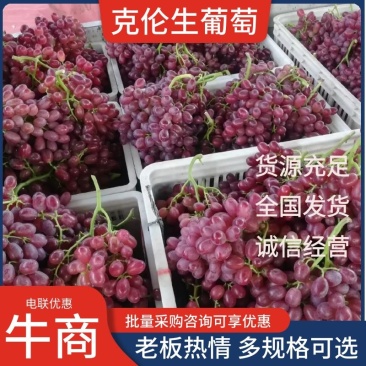 克伦生葡萄无籽红提山西现货现发质好价优欢迎电联采购