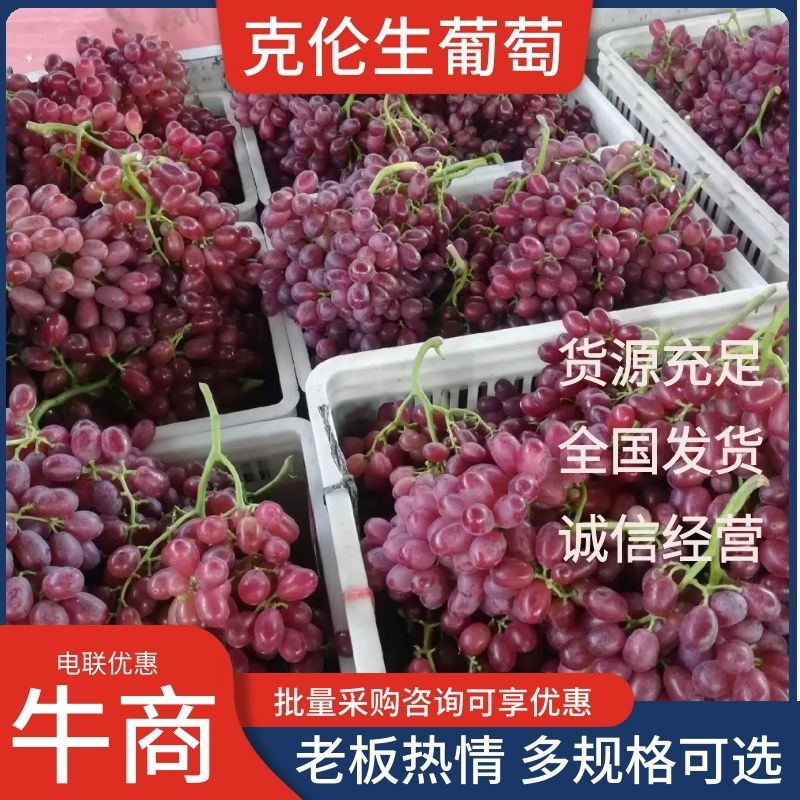 克伦生葡萄无籽红提山西现货现发质好价优欢迎电联采购