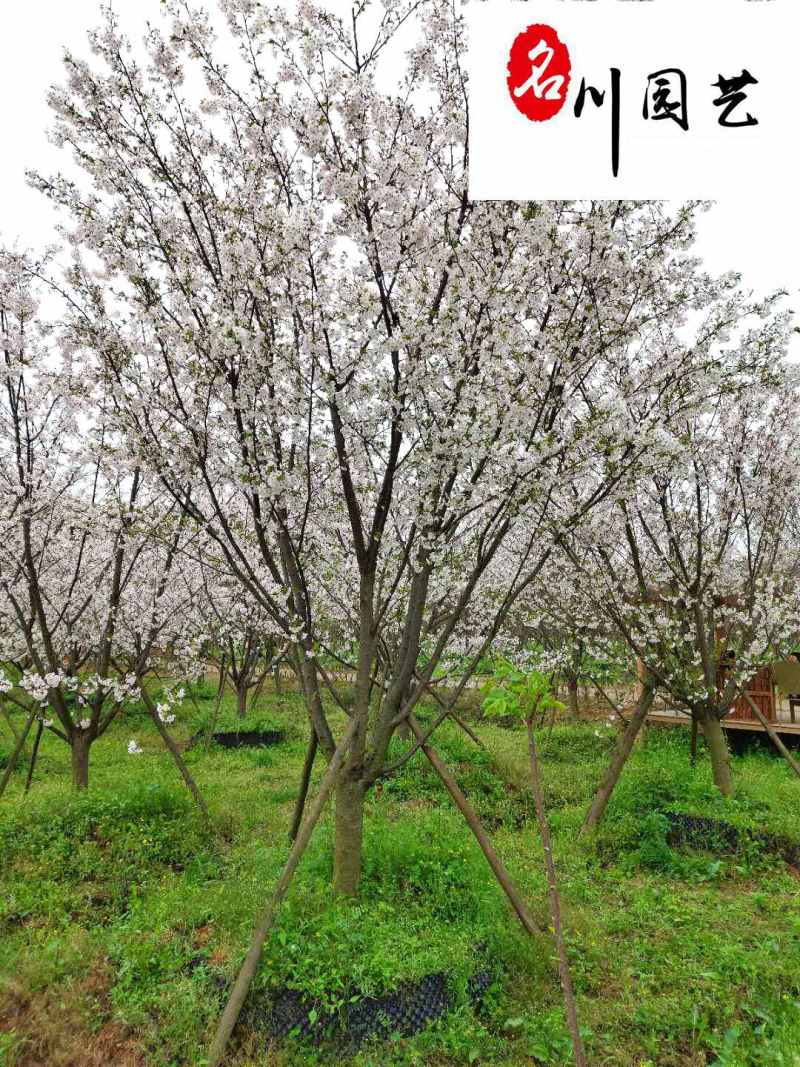 供应8-20公分樱花树精品绿化观赏苗木早樱晚樱批发
