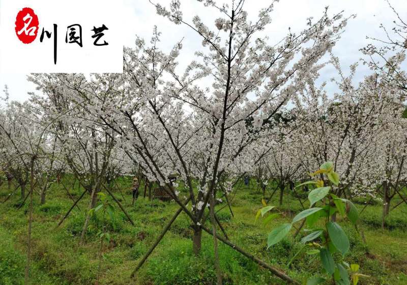 供应8-20公分樱花树精品绿化观赏苗木早樱晚樱批发