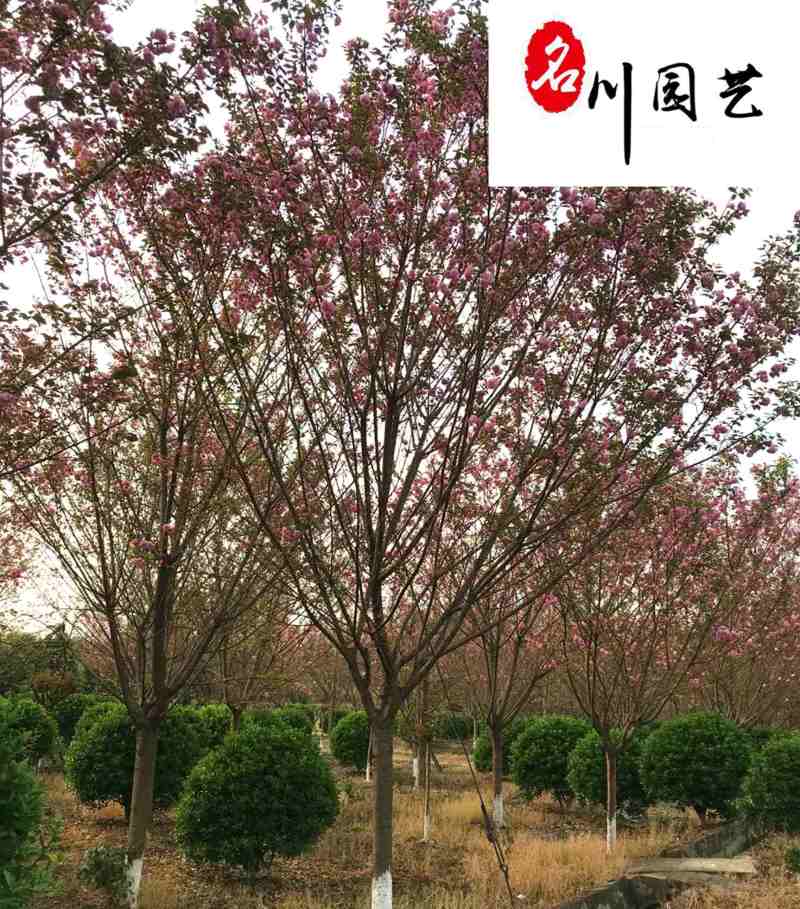 供应8-20公分樱花树精品绿化观赏苗木早樱晚樱批发
