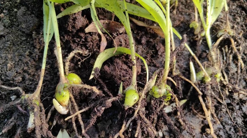 【荐】云南优质紫花三叉白芨直播苗可驯化支持视频看货