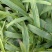 【荐】云南优质紫花三叉白芨直播苗可驯化支持视频看货