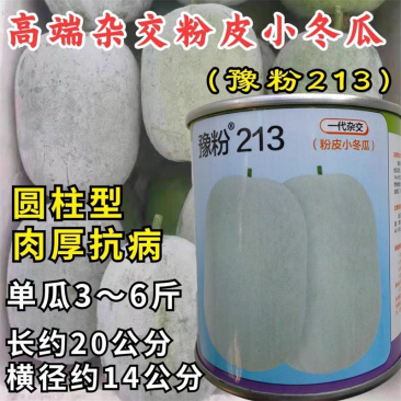 粉皮小冬瓜种子杂交豫粉213圆柱型迷你一串铃小冬瓜种子