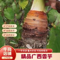 广西香芋槟榔芋产地批发诚信靠谱质量保证全国发货