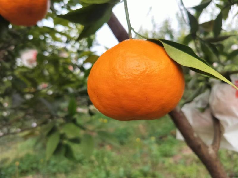 【精品】明日见柑橘，产地代销，质量保证，价格优惠，可视频看货
