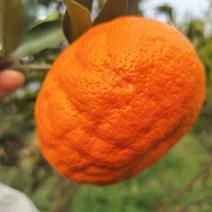【精品】明日见柑橘，产地代销，质量保证，价格，可视频