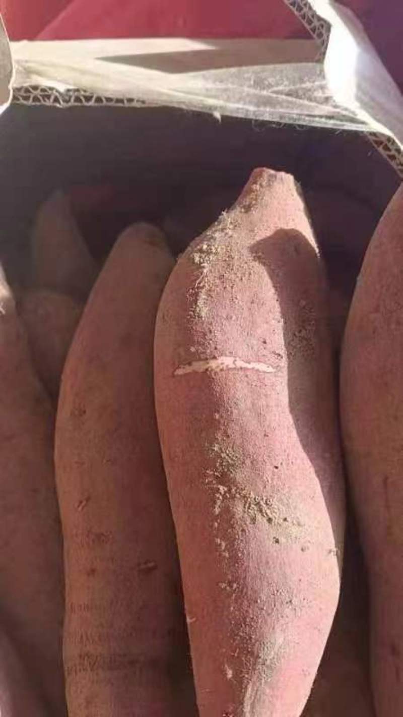 【白哈密】精品红薯哈密红薯开封基地直发质好价优哈密红薯