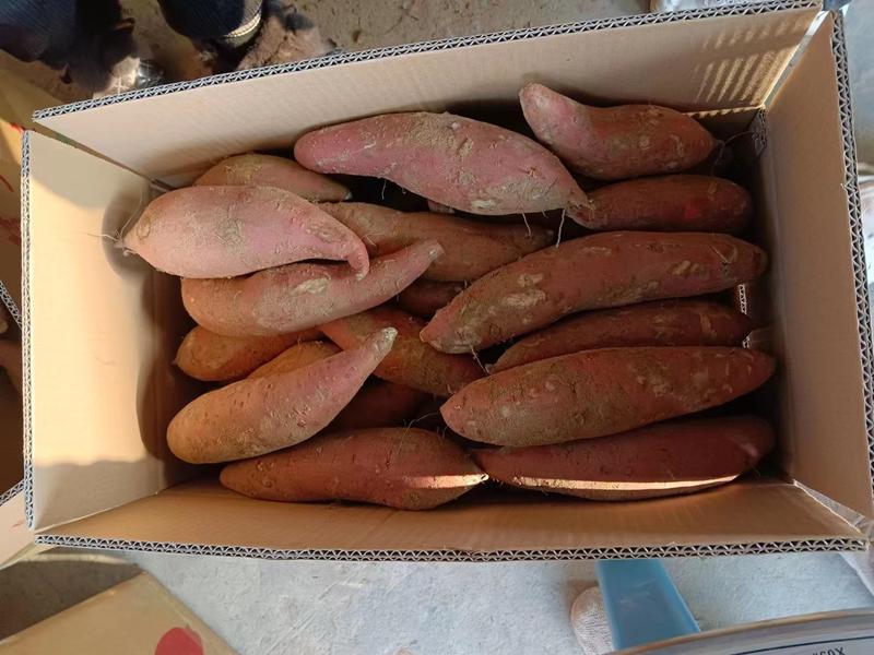 【白哈密】精品红薯哈密红薯开封基地直发质好价优哈密红薯