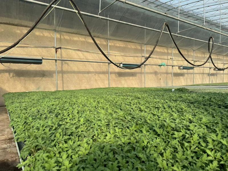 【实力推荐】大果硬粉西红柿苗。硬度好耐运输，抗病毒