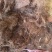 云南玉米须，品质保证，一手货源，欢迎大家来电咨询
