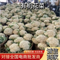 【热卖】优质供货，漳州有机松花菜，货源充足，价格