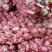 优质白皮蒜红皮蒜产地直发保质保量供应全国批发