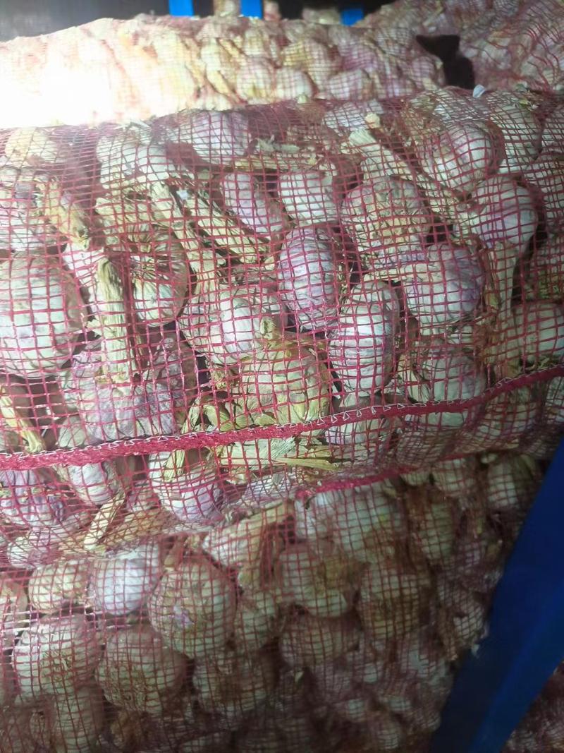 优质白皮蒜红皮蒜产地直发保质保量供应全国批发