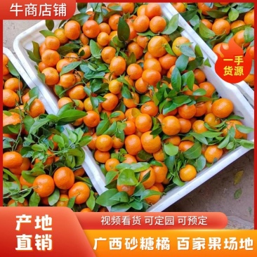【一手货源】广西沙糖桔.大量上市.价格随行就市现采现摘