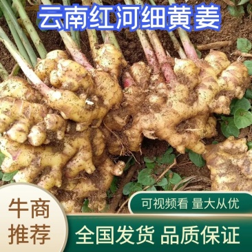 红河细黄姜可药用可食用鲜嫩货源充足欢迎电联采购