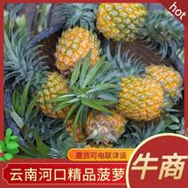 云南红河菠萝产地直发规格多样一手货源欢迎电联采购
