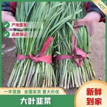 韭菜大叶韭菜大量上市产地直发一手货源量大从优