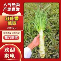 莴苣/安徽红叶香莴笋/产地一手货源全国发货量大