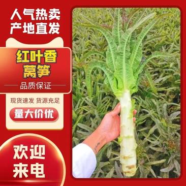 莴苣/安徽红叶香莴笋/产地一手货源全国发货量大优惠