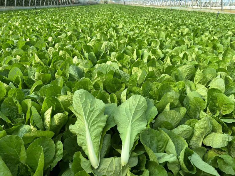 【推荐】山东曹县小白菜快菜产地直发量大从优可远程看货