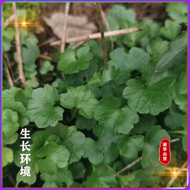猫爪草野生中药材新货晒干大货新鲜另有夏枯球南阳艾叶直发