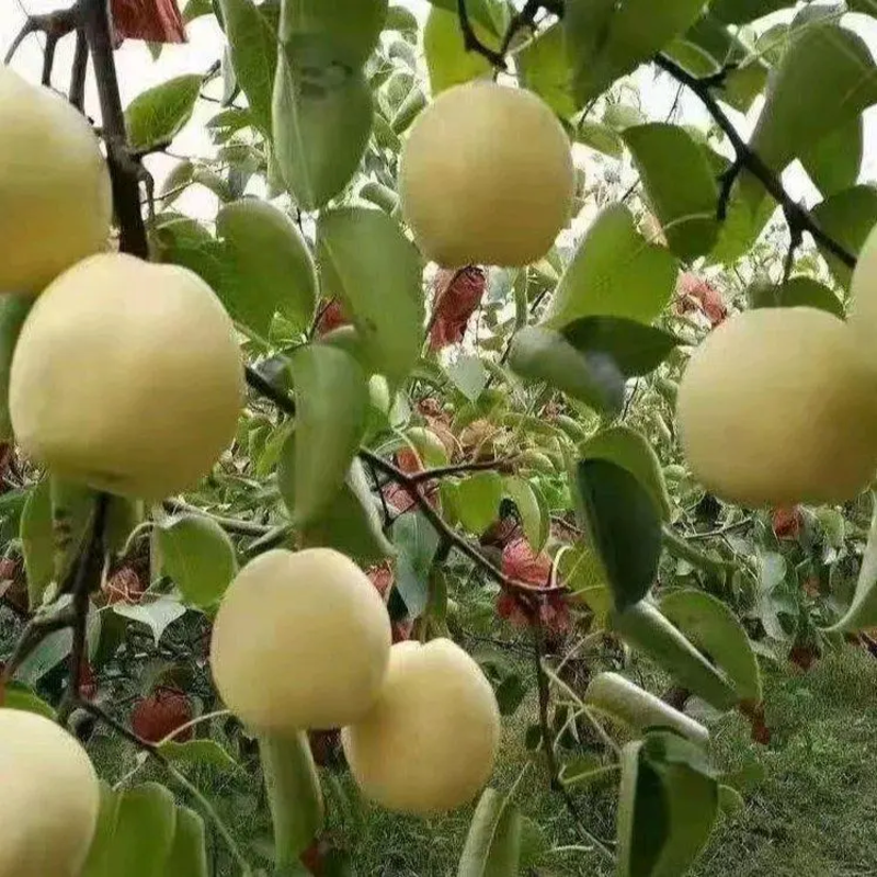 陕西精品酥梨产地直发自家种植欢迎咨询合作