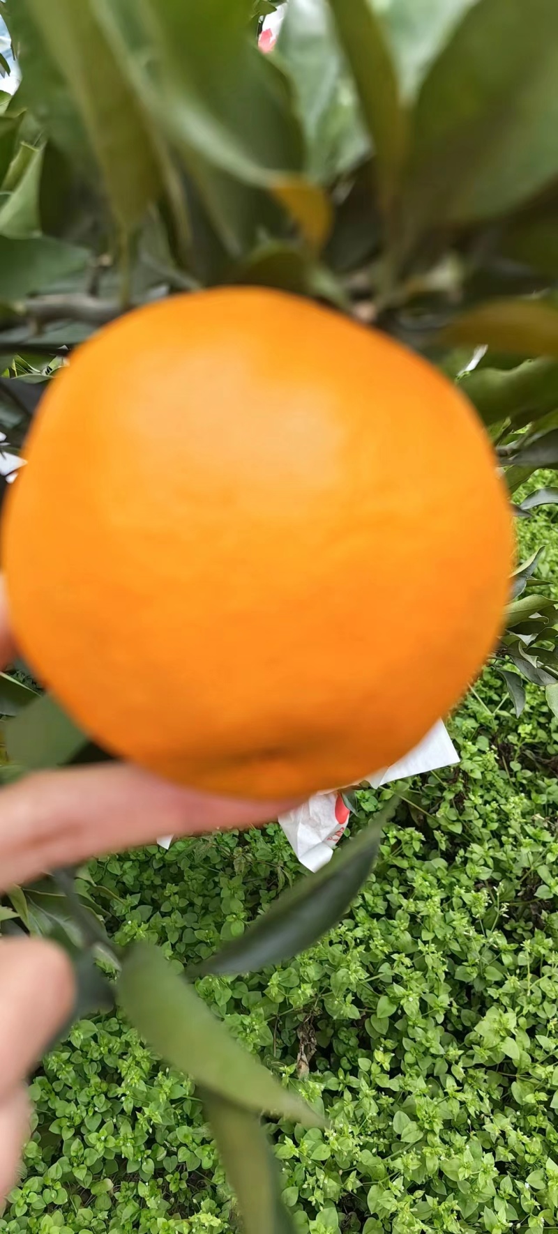 四川精品耙耙柑产地直发一手货源，现摘现发可视频看