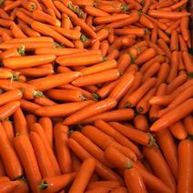 长期供应优质水洗红萝卜，质量保证，价格