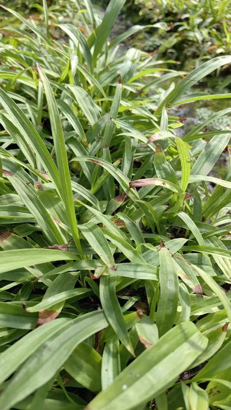 【荐】云南优质紫花三叉白芨直播苗可驯化支持视频看货