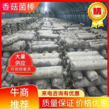 香菇菌棒智能控温发菌基地供应质量保证欢迎来电洽谈