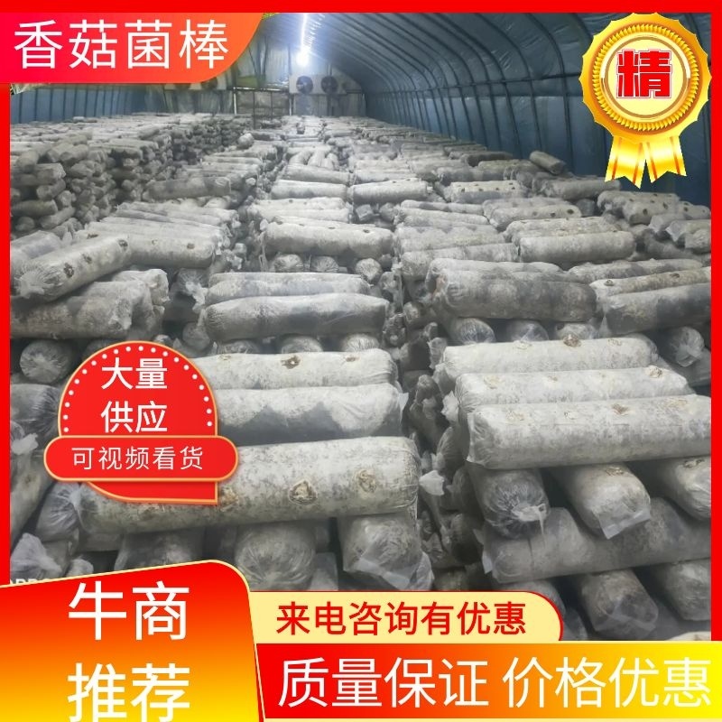 香菇菌棒智能控温发菌基地供应质量保证欢迎来电洽谈