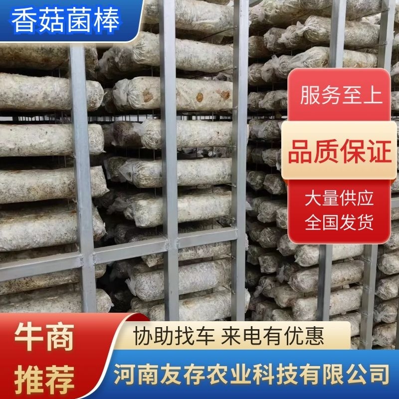 【推荐】香菇菌棒恒温发菌支持预定价格优惠欢迎来电
