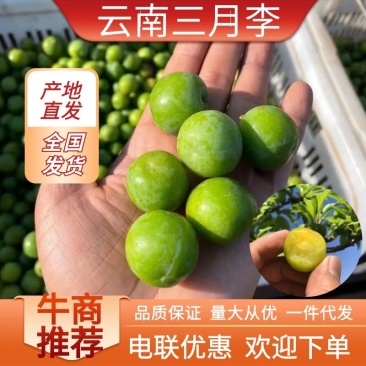 【一件代发】三月李1-3-5斤现货供应顺丰包邮酸脆可口