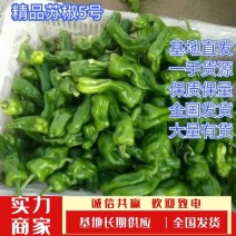 苏椒五号辣椒，鲜辣椒，15~25公分，产地直供。