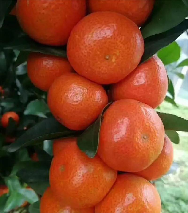 【热卖】广西精品砂糖橘大量供应直发糖度高果型大可看货