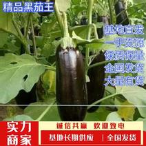 黑茄王砀山县黑茄王上市中，产地直供，一手货源。