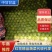 中甘21甘蓝《精品甘蓝》【产地供应】货源充足