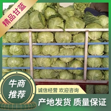 【精品8398】甘蓝1—2斤【产地直销】【质量保证】