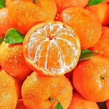 【优选】砂糖橘量大直发品质保证价优支持市场档口