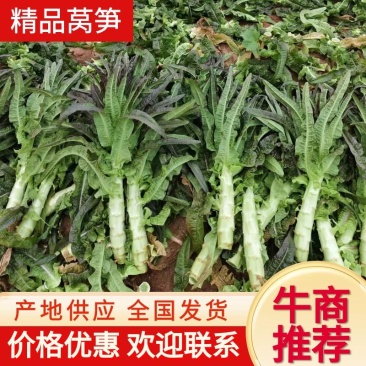 红莴笋香莴苣【55公分高】【无开花无裂口无空心】欢迎买货