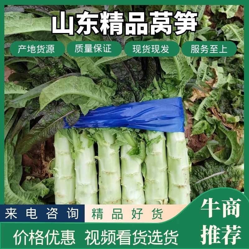 红叶香莴苣莴笋大量上市产地直发，品质保证货源充足