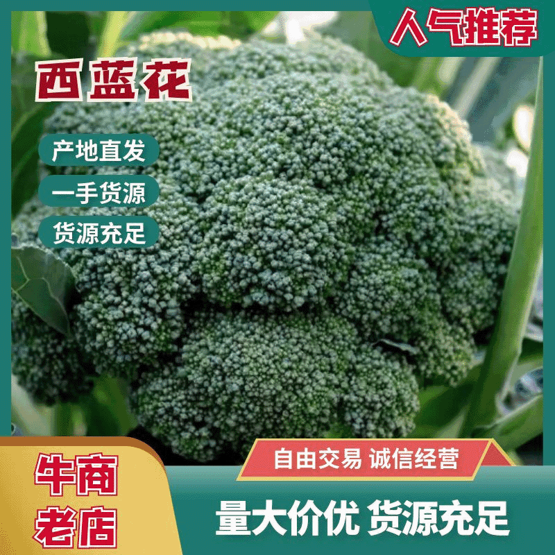 【牛商推荐】西兰花新鲜上市（好货）现摘现发产地货源