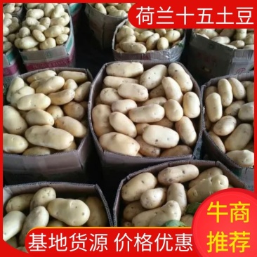 荷兰十五土豆货源充足质量上乘欢迎来电咨询洽谈