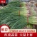 山东红皮蒜苗【产地直发】【质量保证】价格随行就市
